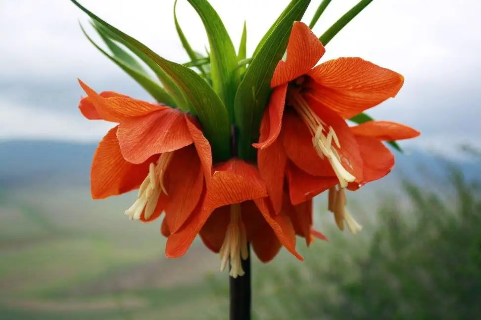 Fiori di Aigul