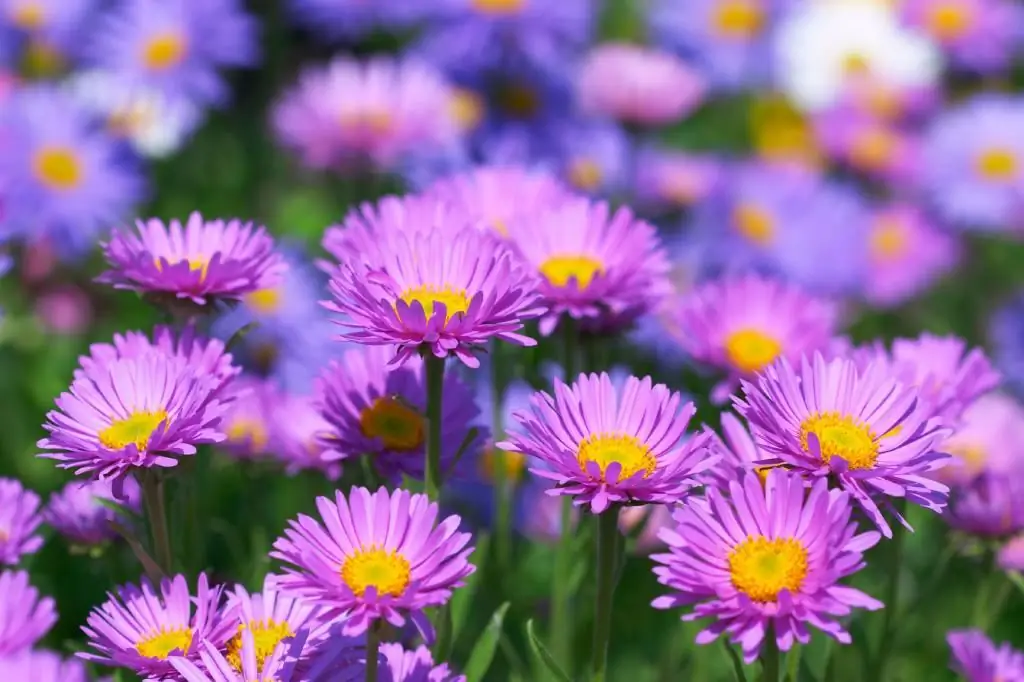 purple asters