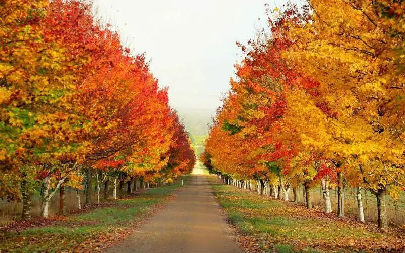 Durchschnittstemperatur in Australien im Winter