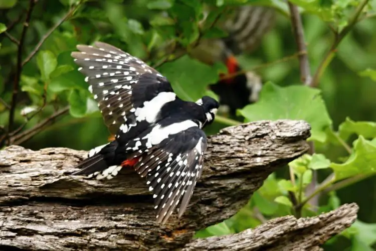 Woodpecker spreading its wings