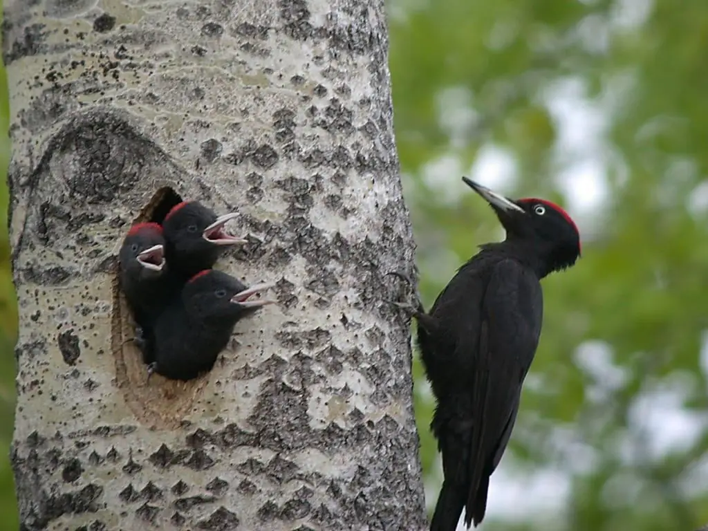 burung belatuk hitam