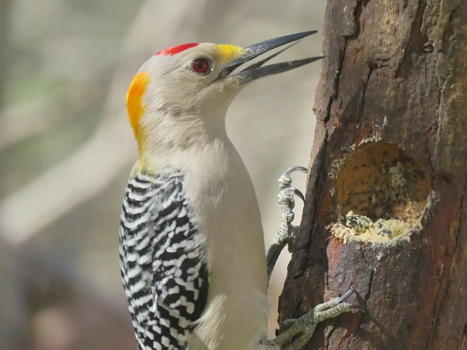 Woodpecker sa isang puno