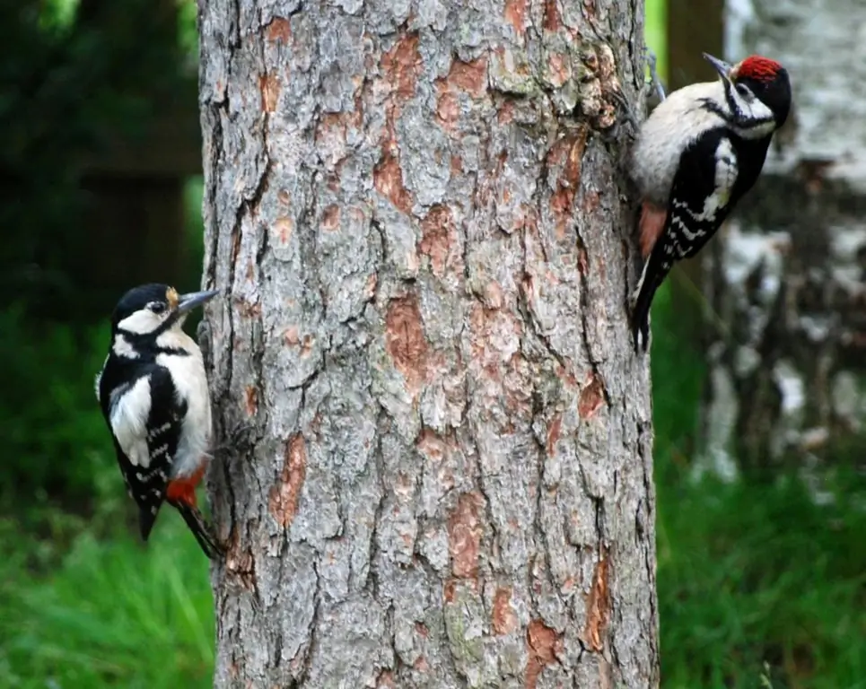 Ano ang namamatay ng mga woodpecker at kung ano ang hindi