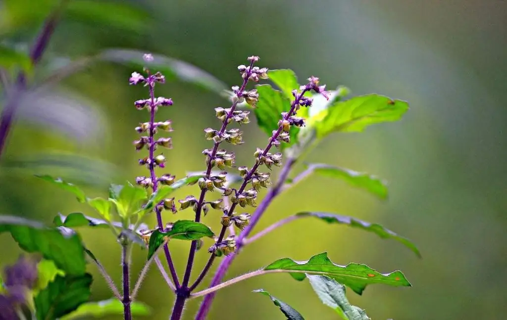 gezondheidsvoordelen van tulsi