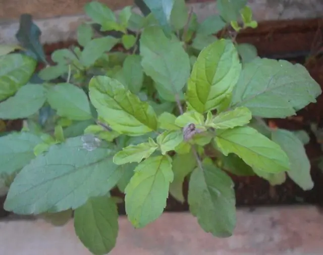 how holy basil is used in cooking