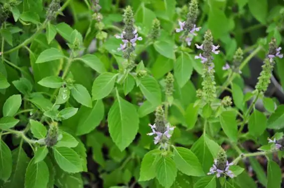 sacred basil in moscow