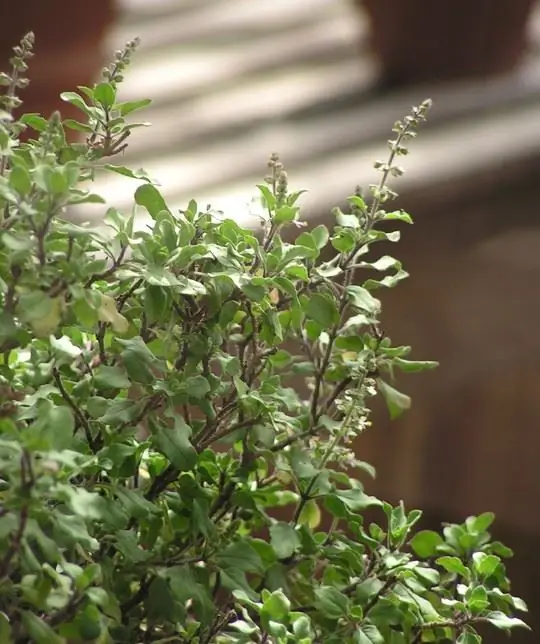 gezondheidsvoordelen van basilicum