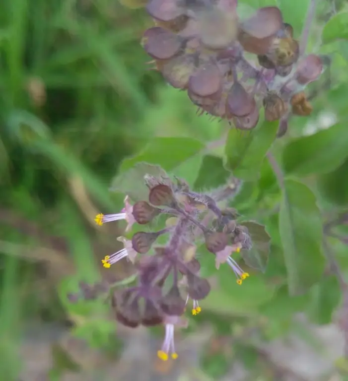 โหระพาศักดิ์สิทธิ์หรือ tulsi