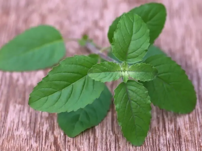 hoe heilige basilicum te gebruiken?