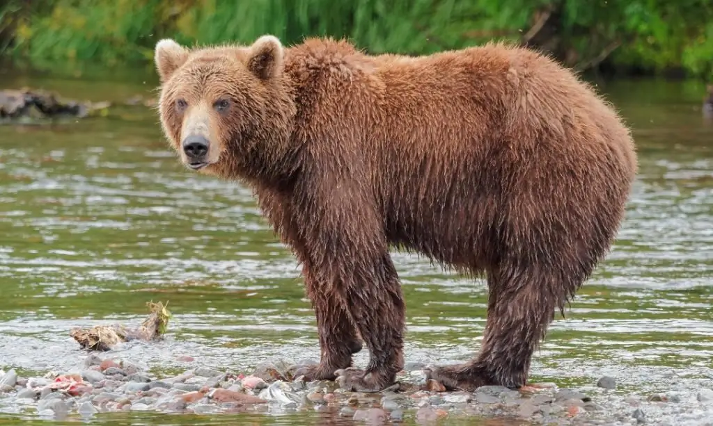 les animaux les plus dangereux du monde