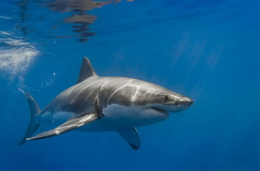 les animaux les plus dangereux du monde tueurs de personnes