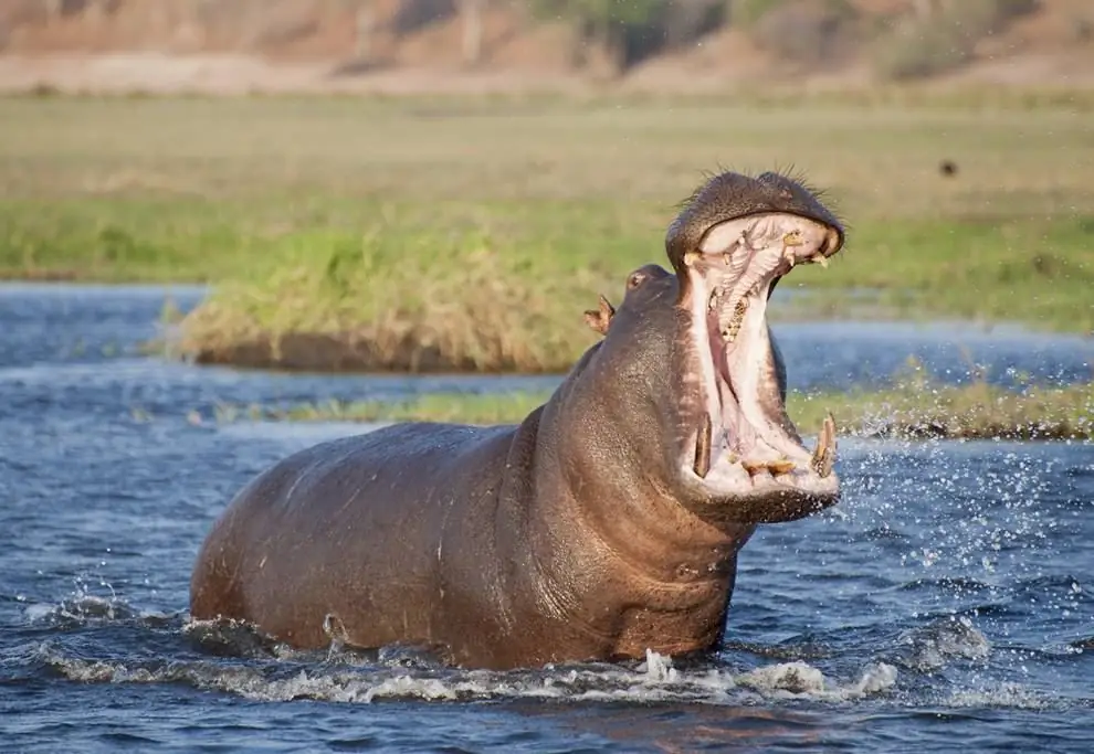 top gevaarlijkste dieren ter wereld