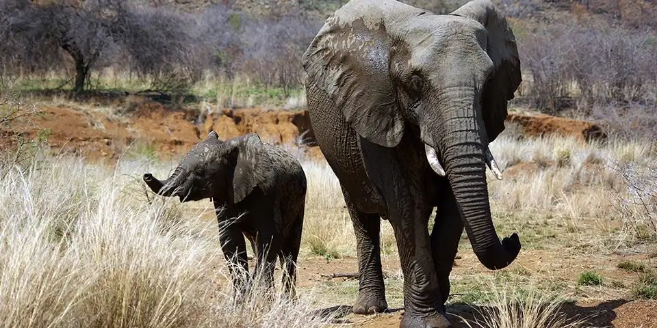 quel est l'animal le plus dangereux du monde