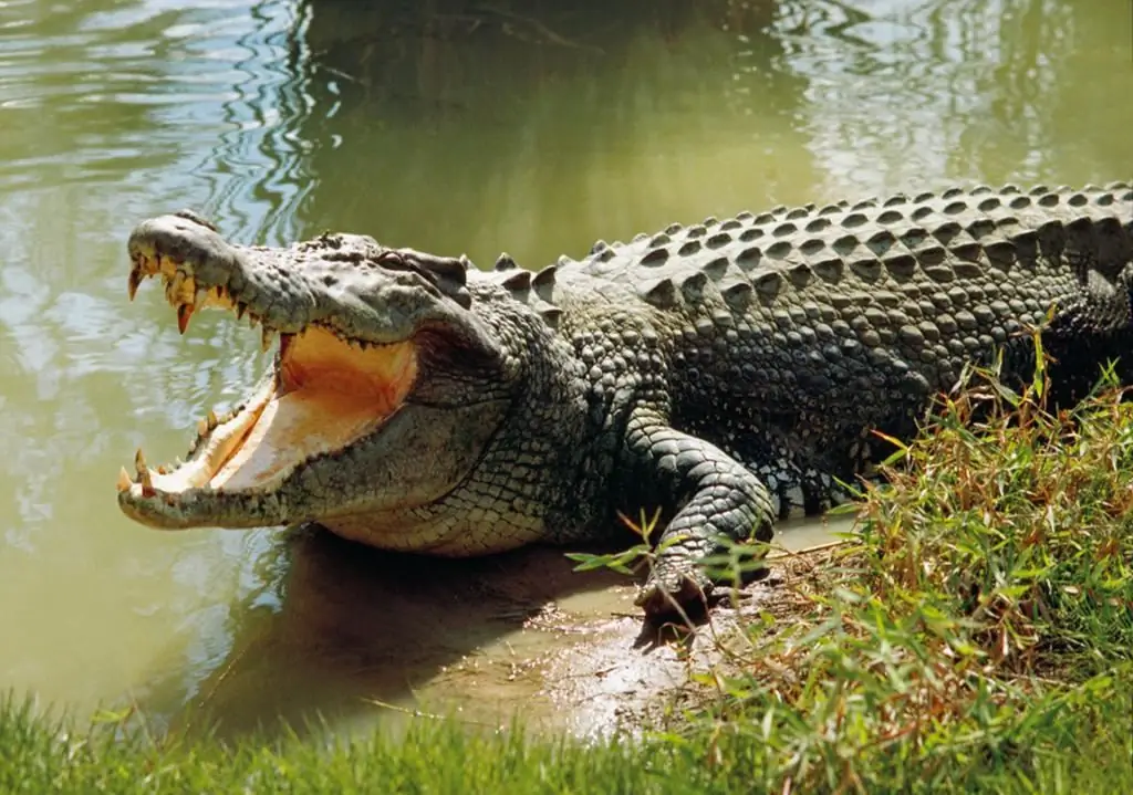 de gevaarlijkste dieren ter wereld moordenaars van mensen