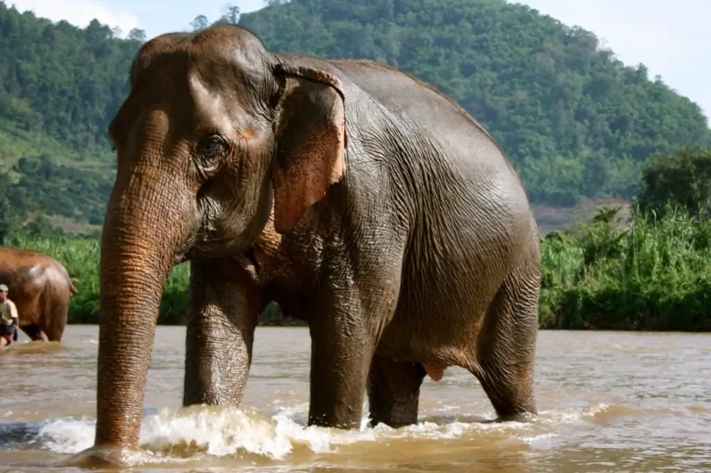 Diere van Thailand: 'n lys met foto's van skaars, eerbiedige en gevaarlike verteenwoordigers van die fauna