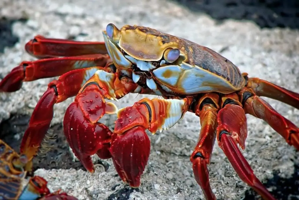 crab red