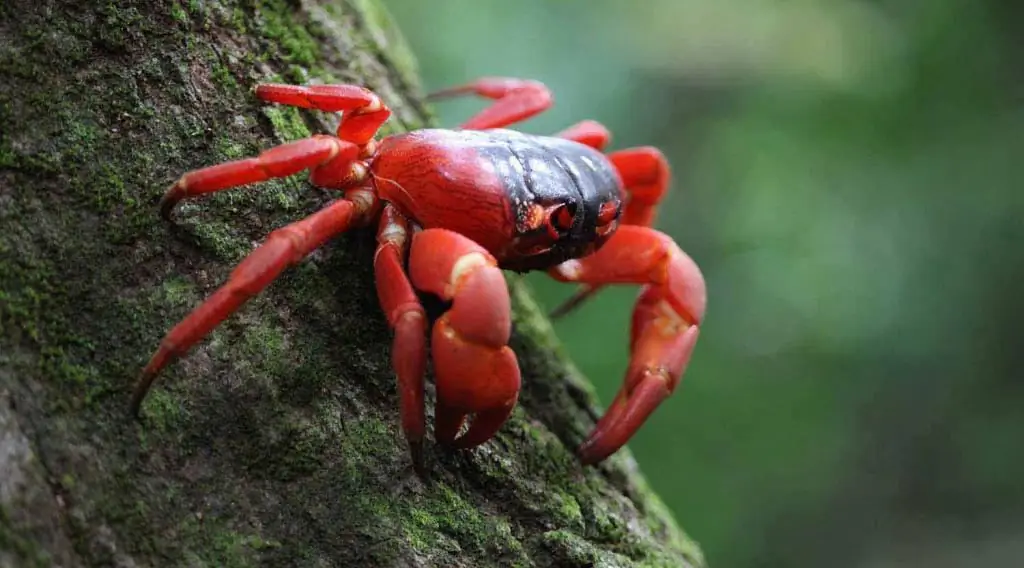 rotes Krabbenfoto