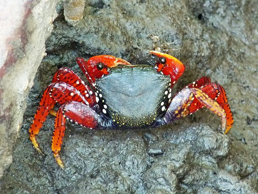 crabe de mangrove rouge