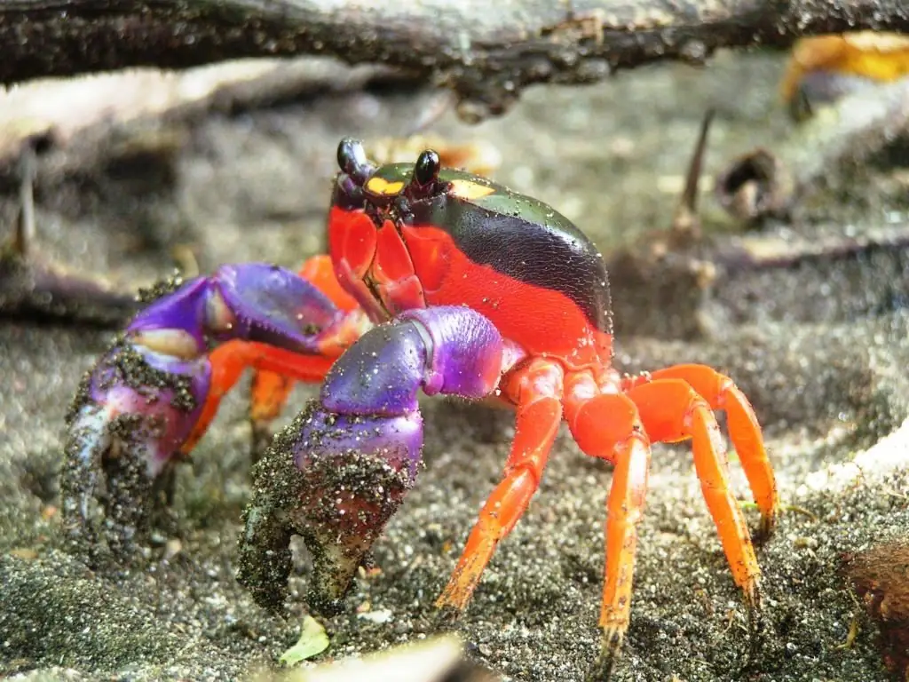 ketam air tawar merah