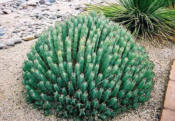 Euphorbia harsachtig: nuttige eigenschappen, kenmerken van reproductie en aanbevelingen voor zorg