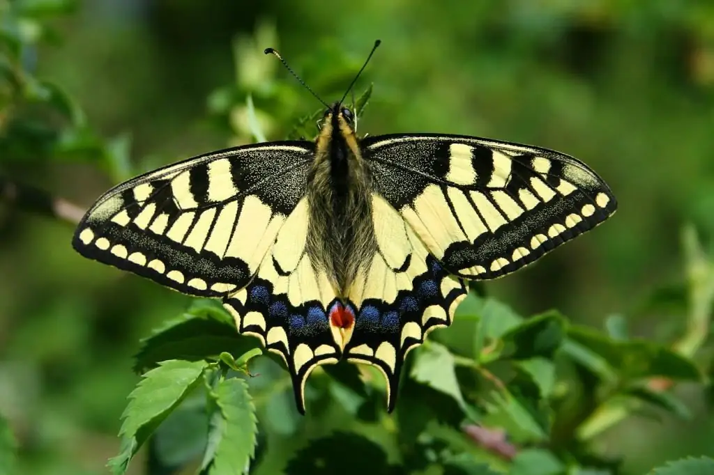 প্রজাপতির জাত: নাম, বিবরণ, ছবি