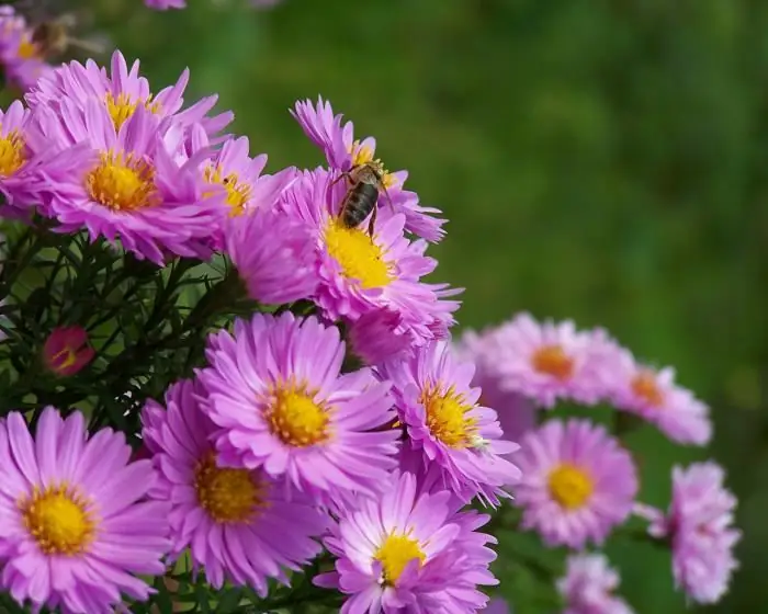 ce plante infloresc toamna