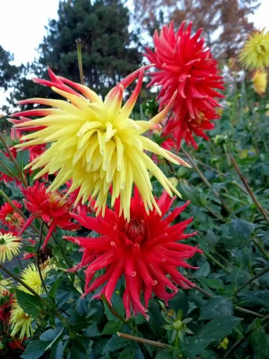 l'histoire d'une plante dans le jardin de fleurs d'automne