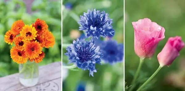 herfst bloem planten