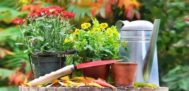 jardín de flores de otoño variedades de plantas y cuidado