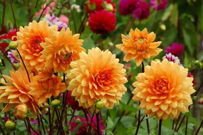 Plants of autumn flower beds: names. Autumn flower garden: plants, varieties and care