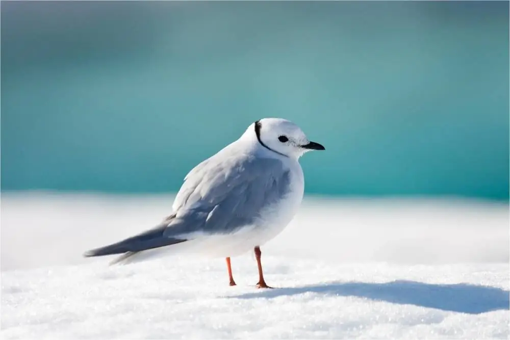 Animals i ocells del nord: com s'adapten al fred? Ocells de l'extrem nord de Rússia