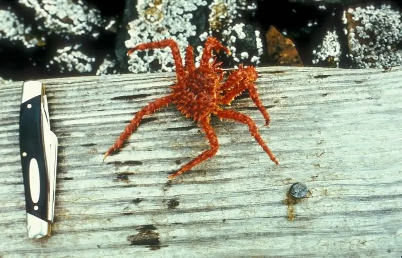 king crab