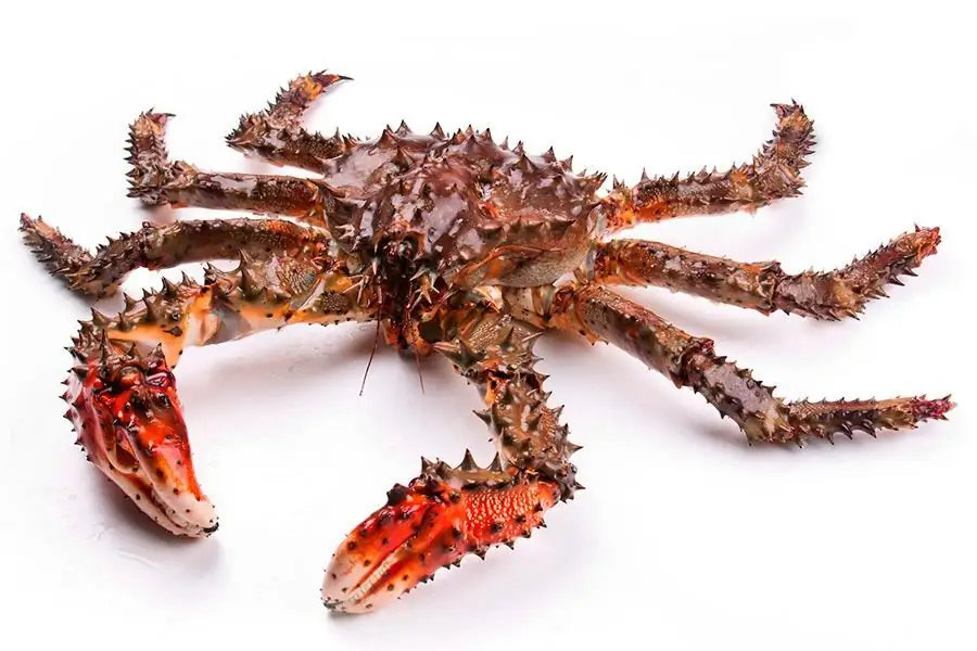 spiny crab