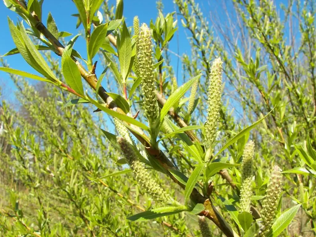 Willwood - apa itu? Seperti apa bentuk pohon willow?