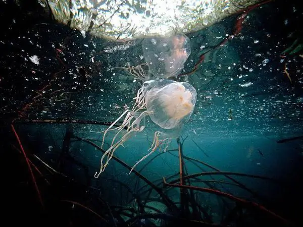 Het meest giftige wezen ter wereld (foto). Wat is het meest giftige wezen op aarde volgens het Guinness Book of Records?