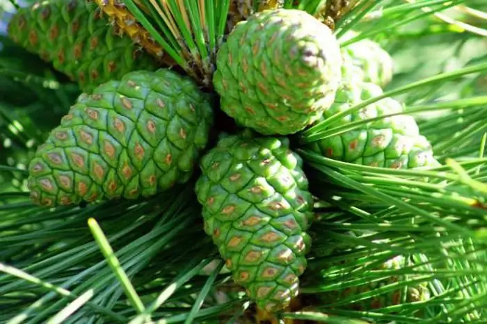 Pine cone: maikling paglalarawan, larawan. Ang paggamit ng mga pine cones sa katutubong gamot