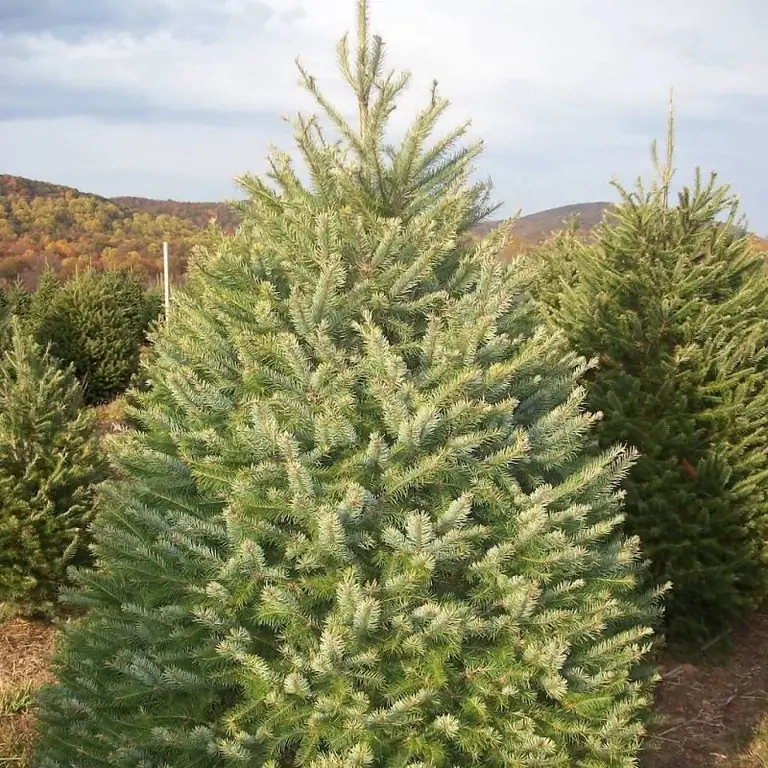 Quel est le plus grand arbre de Russie ? Le nom du plus grand arbre de Russie