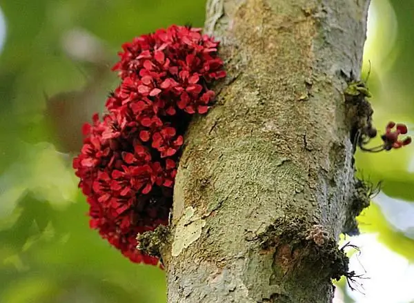 Pokok coklat: foto dan penerangan. Di manakah pokok coklat tumbuh?