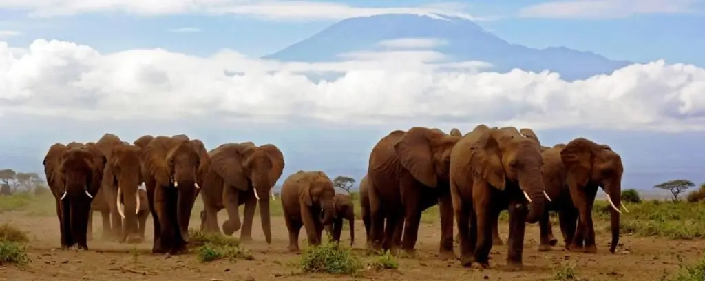 The main inhabitants of Amboseli Park