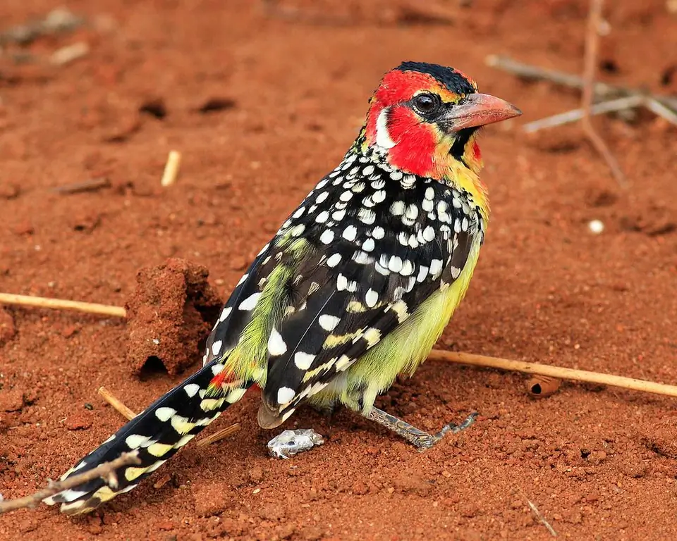 Oiseaux de la réserve