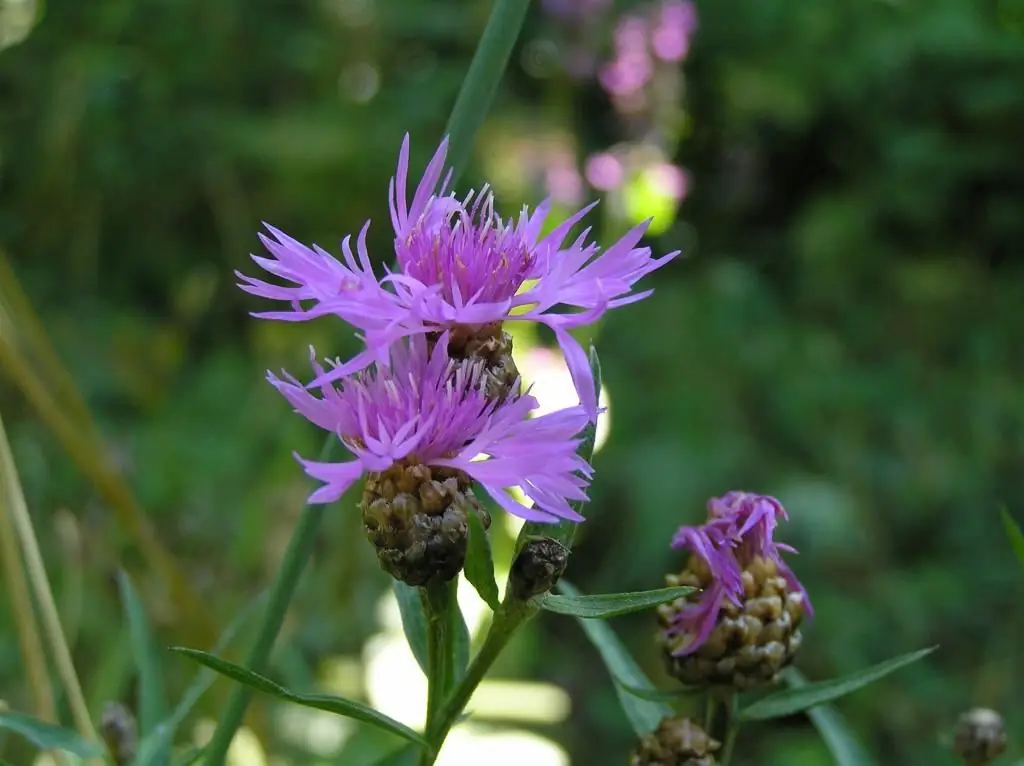 halaman ng cornflower