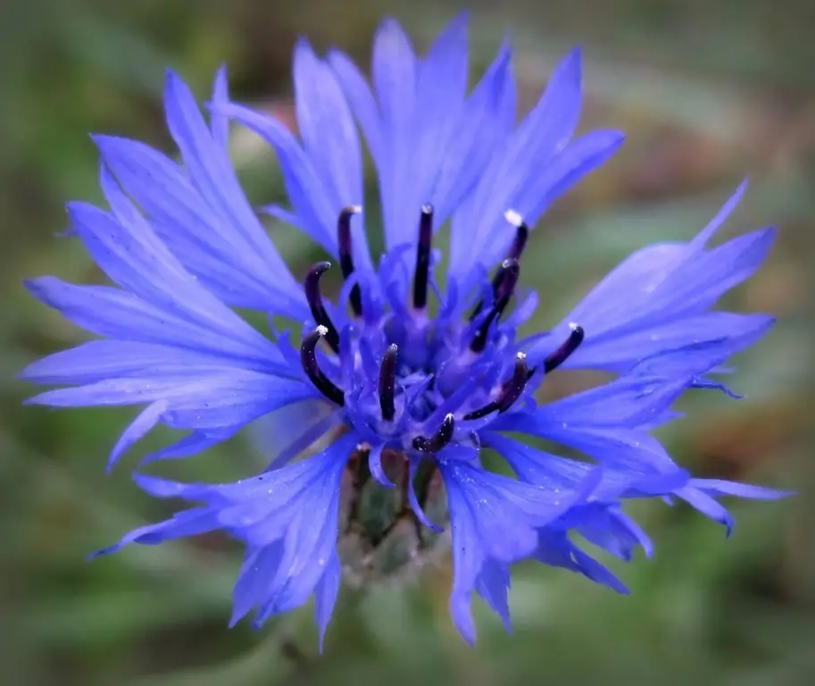 asul na cornflower