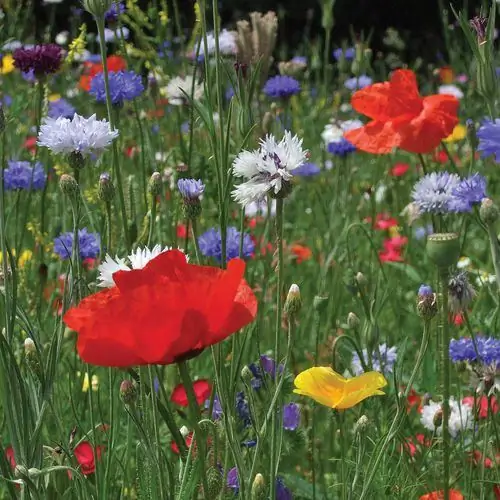 Cornflowers nyob rau hauv meadows