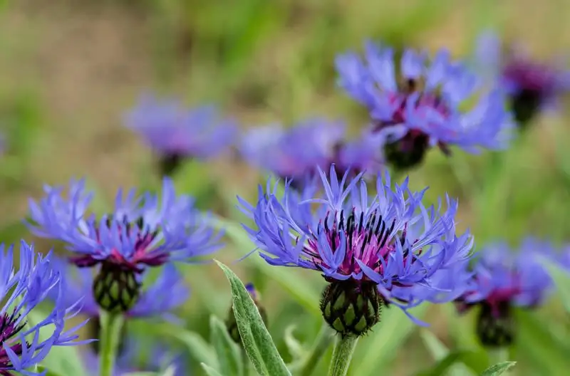 Wilde bloemen korenbloemen