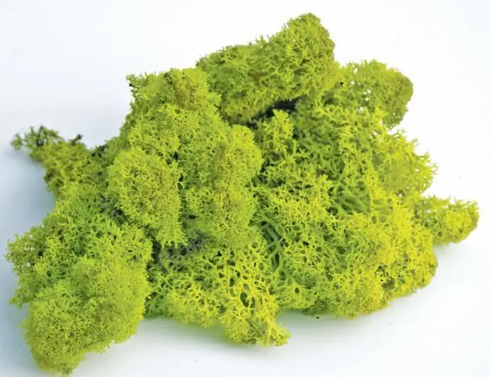 reindeer moss is