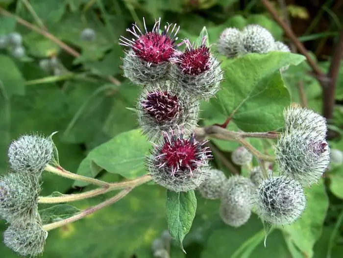 burdock cobweb ფესვთა სისტემა