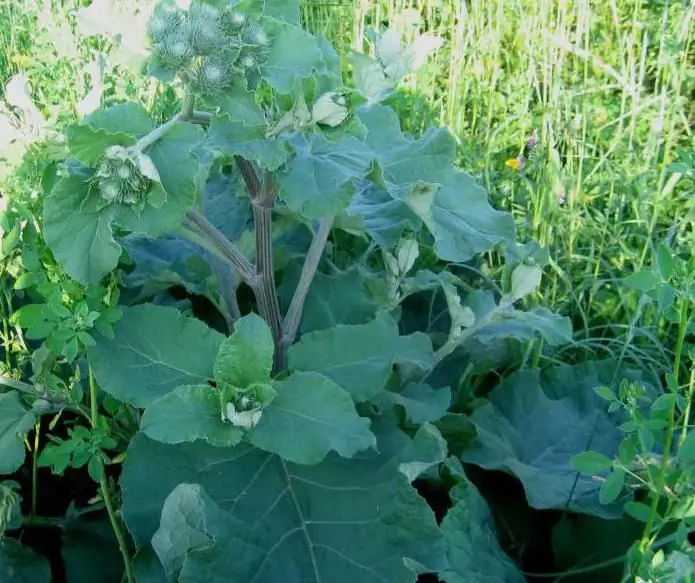 burdock cobweb na larawan