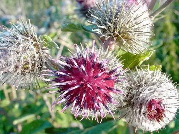 pamilya ng burdock