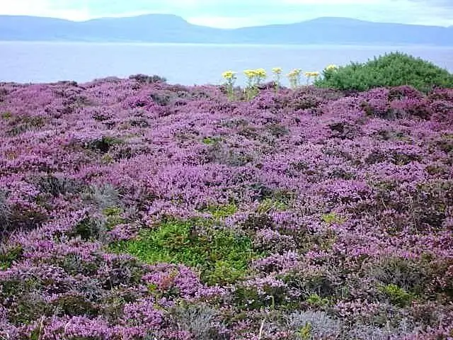 bruyère en ecosse