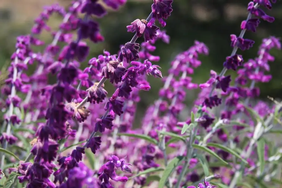 heather close up